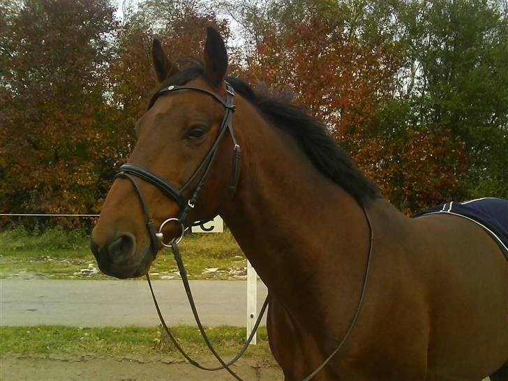 Hollandsk Varmblod Zorro - R.I.P 10/4 - 08 billede 8