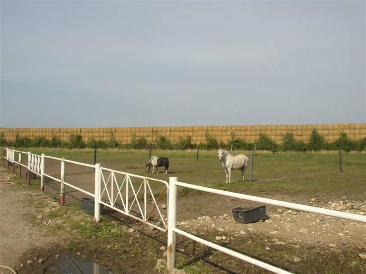 Welsh Pony (sec B) tintin<33 - Min dejlige nøgne pony, :) billede 8