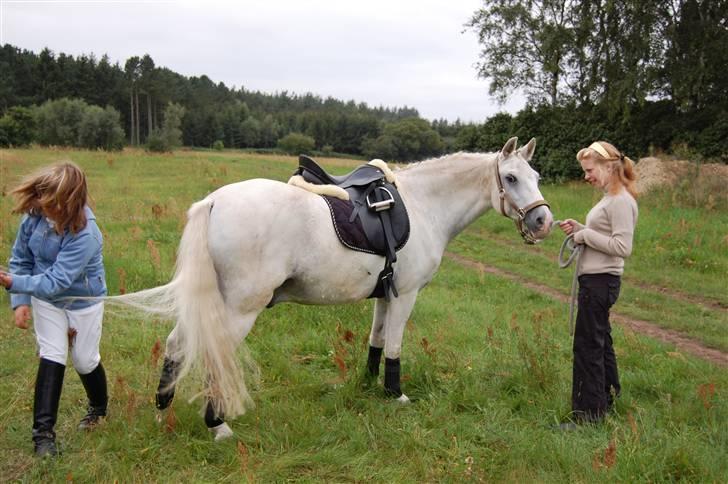 Welsh Pony (sec B) tintin<33 - Gør stævneklar:).. Og jeg keder mig er jige blevet strammet ind !:( billede 9