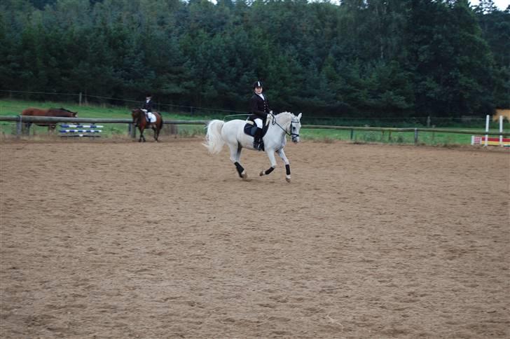 Welsh Pony (sec B) tintin<33 - en lille gallop.... billede 10
