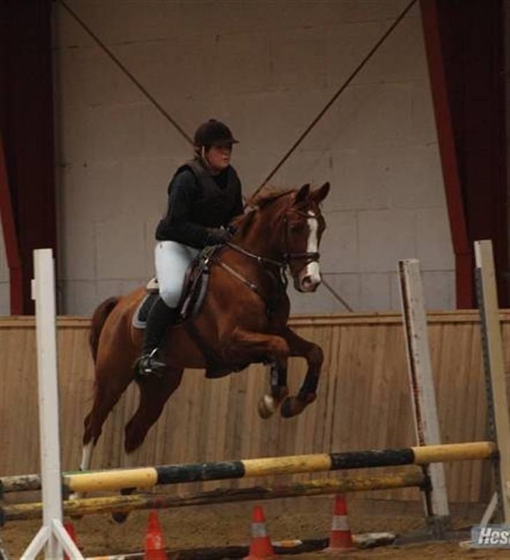 Hollandsk Sportspony Calypso SOLGT - Til en slags gymnastikspring :b Taget af Mette Louise billede 5