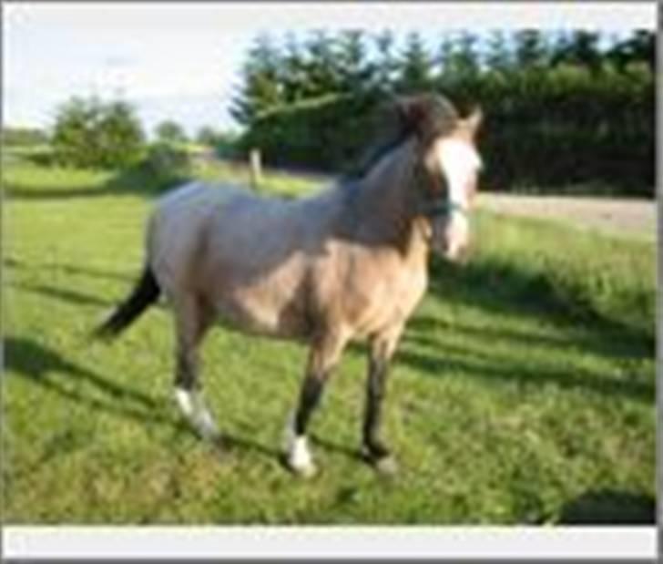 Anden særlig race Dolly - Billede er fra sommeren 1999. Jeg beklager at billederne ikke er bedre. billede 3