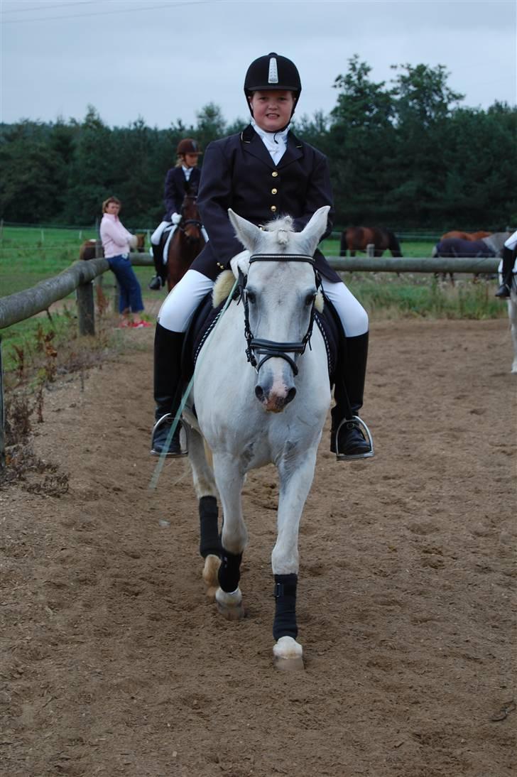 Welsh Pony (sec B) tintin<33 - vi slapper lidt af/ falder i søvn! billede 12