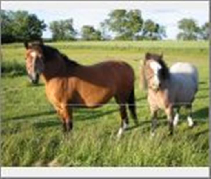 Anden særlig race Dolly - Her ses Dolly sammen med sin datter, Lise (buller), der på dette tidspunkt er 3 år. (1999) billede 4