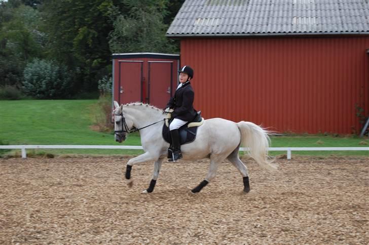 Welsh Pony (sec B) tintin<33 - Min rytter (Ida) kunne virkelig ikke sidde på mig den gang var? billede 13