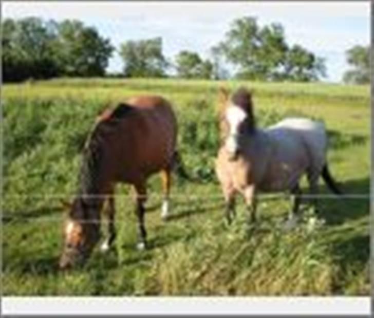 Anden særlig race Dolly - Her ses Dolly sammen med sin datter, Lise (buller), der på dette tidspunkt er 3 år. (1999) billede 5