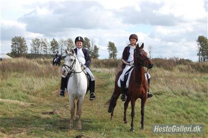 Welsh Pony (sec B) tintin<33 - er på tur det er rigtig hygligt.. billede 15