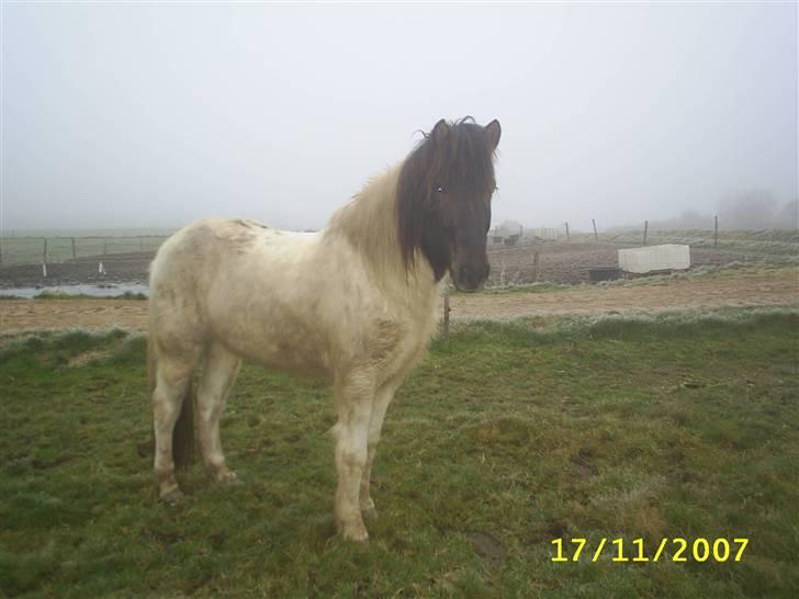 Islænder Krummi fra Nørmark "SOLGT - krummi den 22 december 2007 billede 15