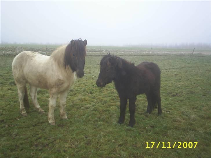 Islænder Krummi fra Nørmark "SOLGT billede 16