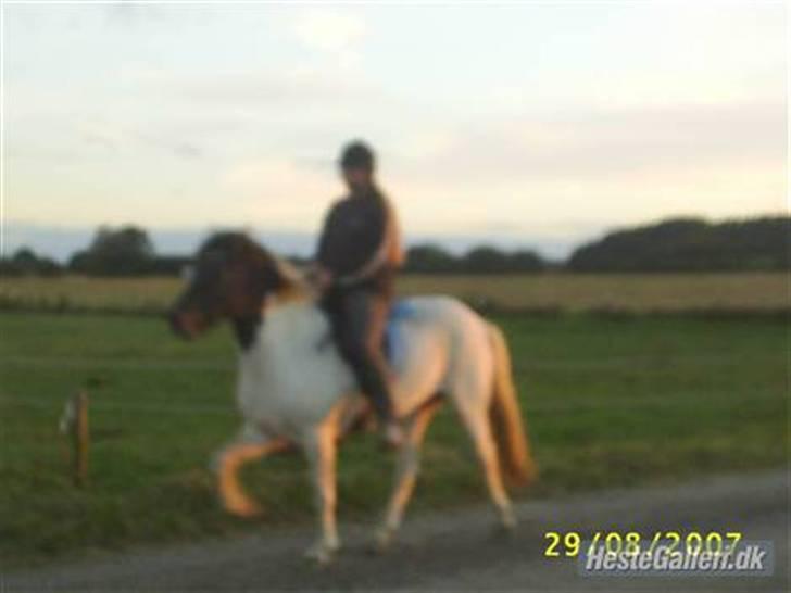 Islænder Krummi fra Nørmark "SOLGT billede 17