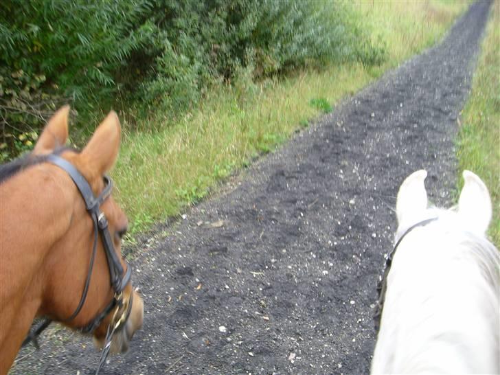 Anden særlig race Avanti - R.I.P - Brun og brun på tur -- det obligatoriske ørerfoto billede 19