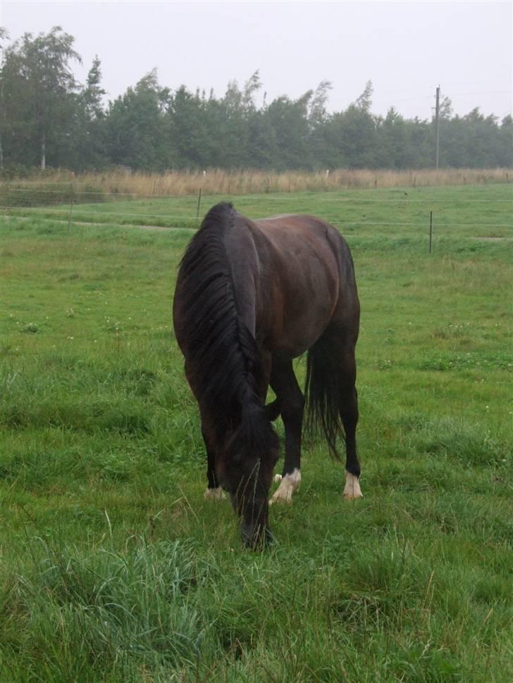 Ungarnsk Varmblod  bad boy - På folden.. billede 1