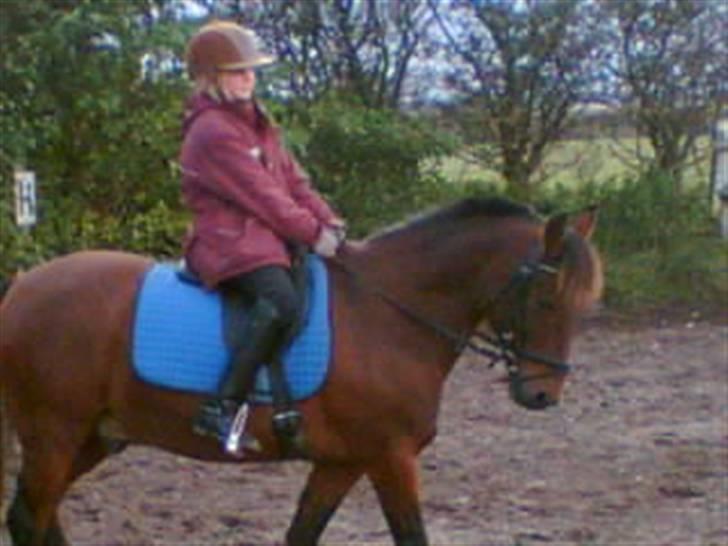 Anden særlig race Kurt ( Urt ) - Øver lidt på banen billede 14