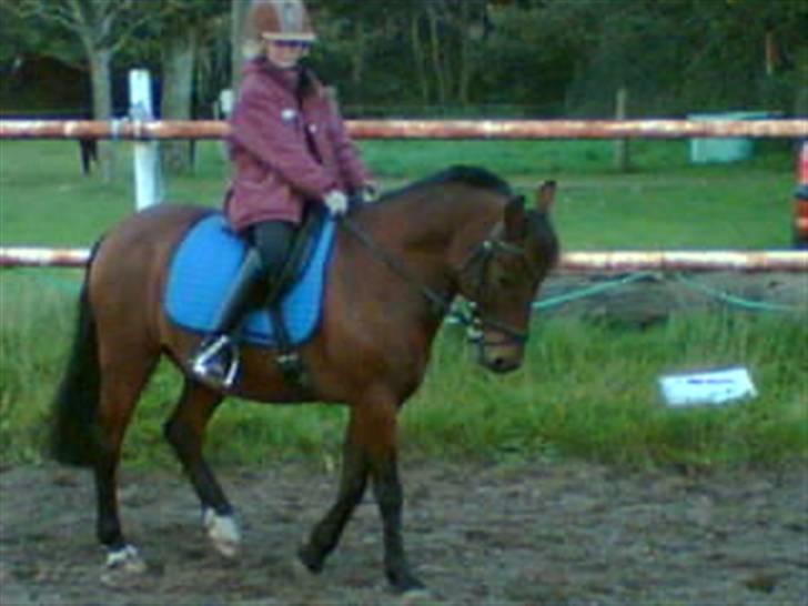 Anden særlig race Kurt ( Urt ) - Igen lidt øvelse på banen billede 15