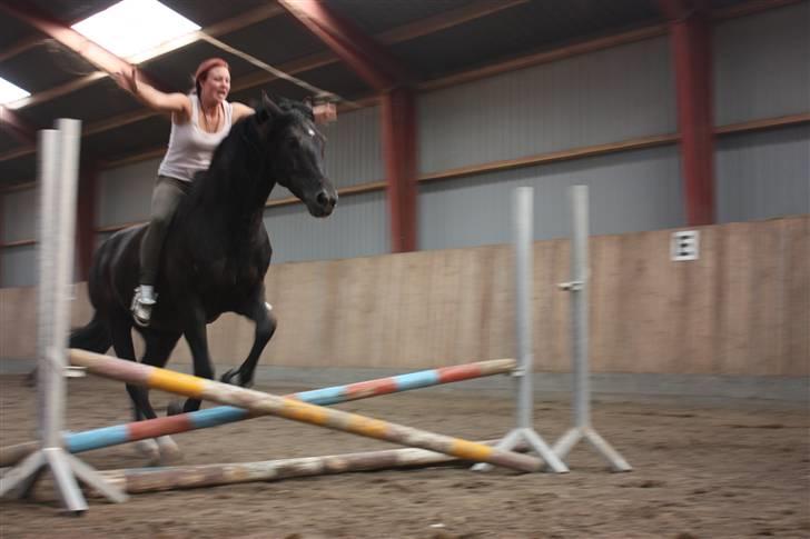 Ungarnsk Varmblod  bad boy - Hold kæft hvor var vi bare gode i dag,  uden hænder eller andre hjælpe midler :) Min hest er bare en stjerne. Fotografen aKa Camilla Ilg billede 9