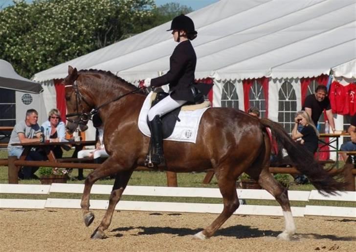 New Forest Egeballes Joker SOLGT  - - Velkommen til Jokers profil. Her er Joker til C og B stævne i Hjallerup, hvor han blev B-pony med 65.5% i PRI. Inden du går så giv lige Prinsen en bedømmelse og giv gerne en kommentar(:<3 -Tak :o) billede 1