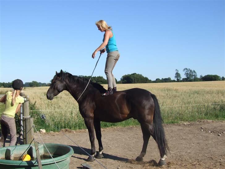 Ungarnsk Varmblod  bad boy - Go hest han er.. smiler.. Han er jo bare til at stole på.. billede 13