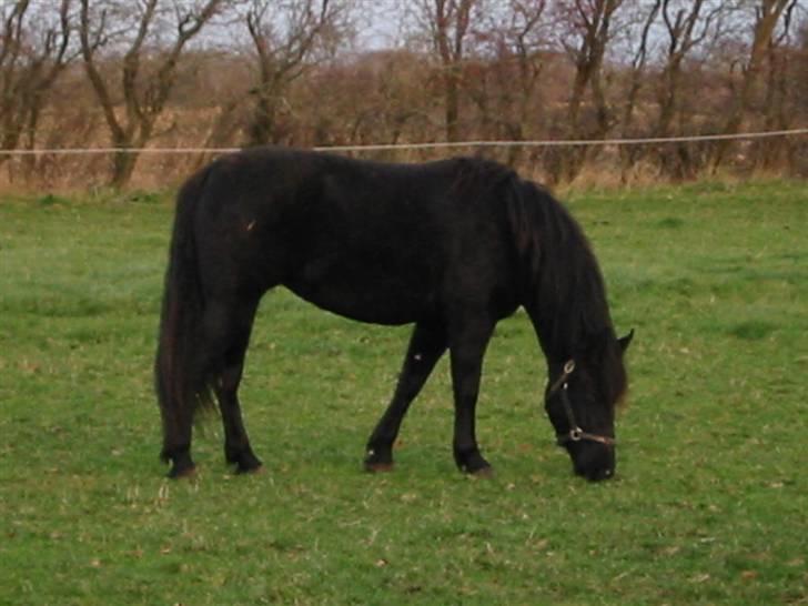 Oldenborg celina billede 3