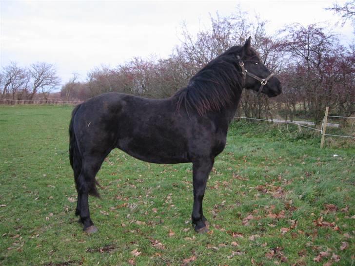Oldenborg celina billede 4