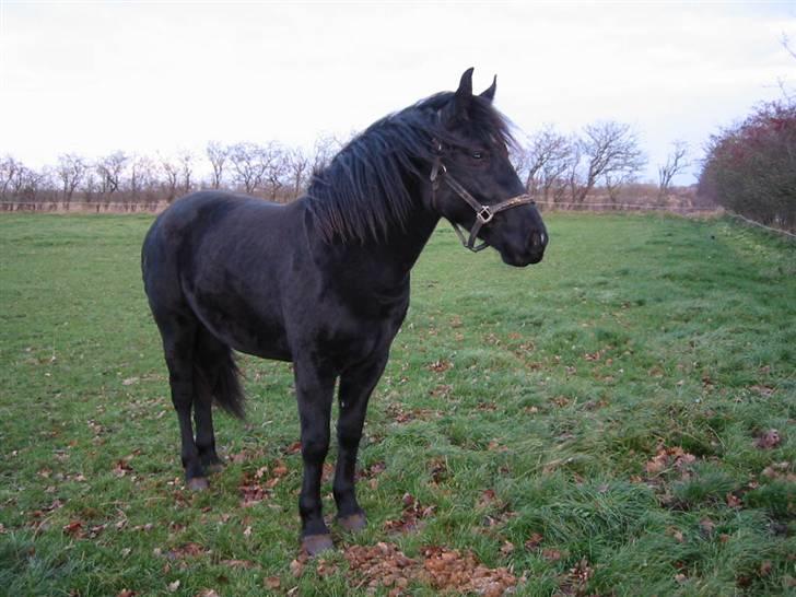 Oldenborg celina billede 5