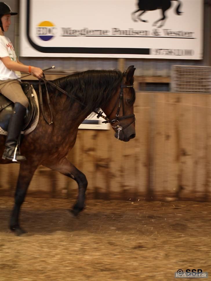 New Forest Bianca*Elev pony* - Maria & Bianca<3 :D billede 19