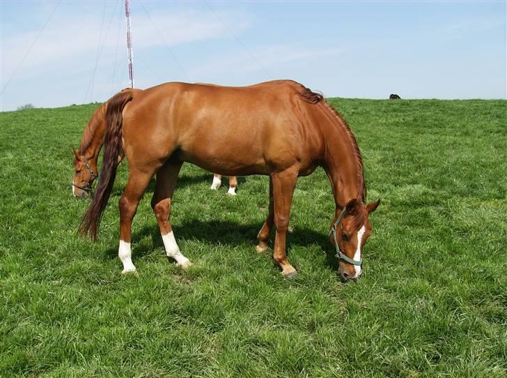 Dansk Varmblod Casandro billede 2