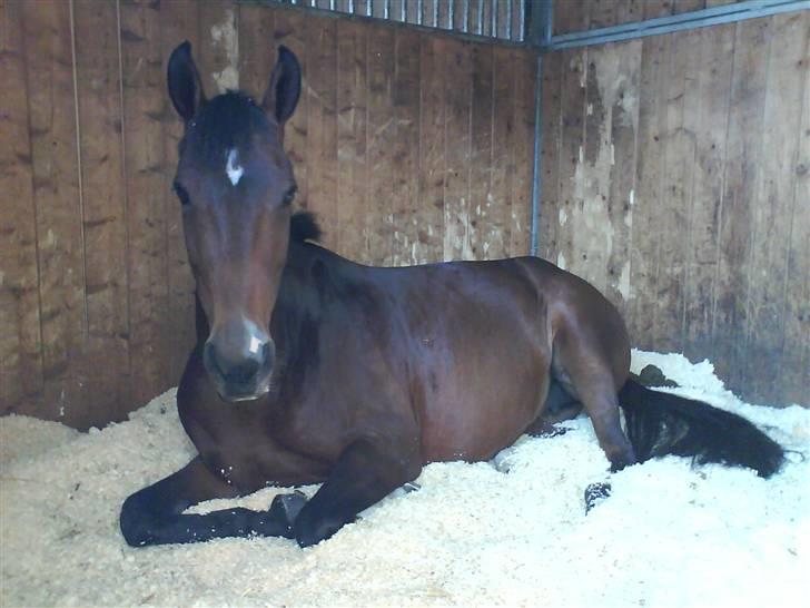 Anden særlig race Sally (solgt) - Sally er blev lidt træt<3<3 billede 19