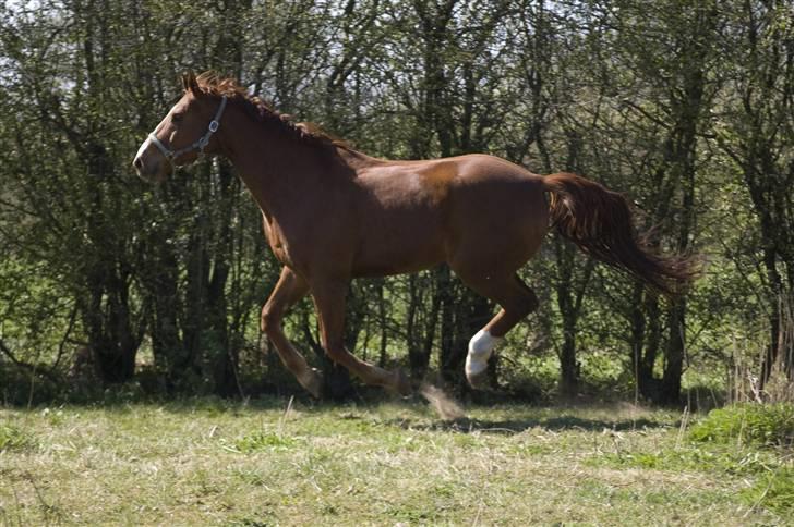 Dansk Varmblod Casandro billede 3