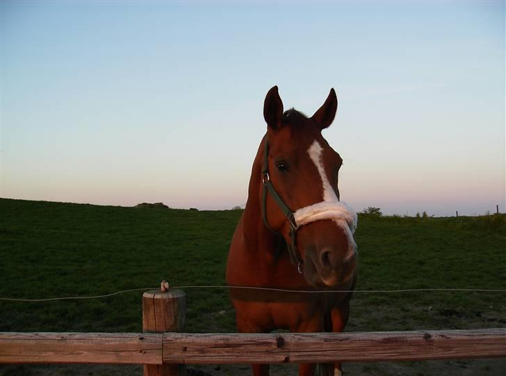 Dansk Varmblod Casandro billede 4