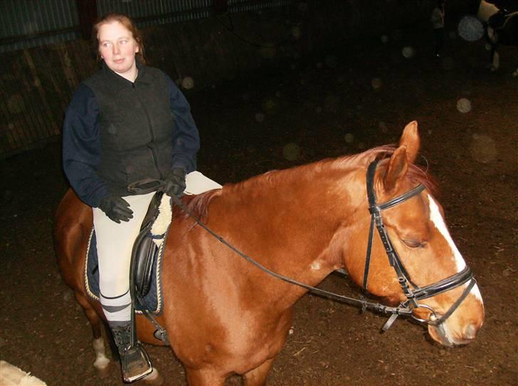 Dansk Varmblod Casandro billede 5