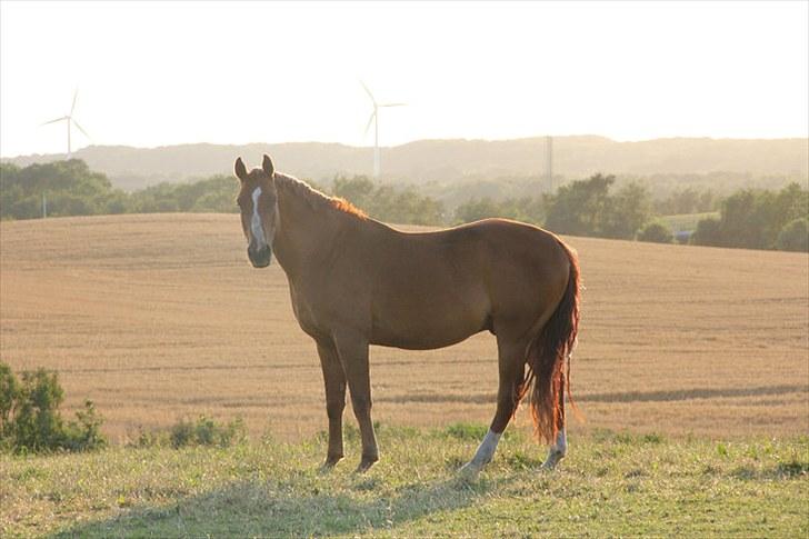 Dansk Varmblod Casandro - Taget af Sandra 24 juli 2010 billede 6