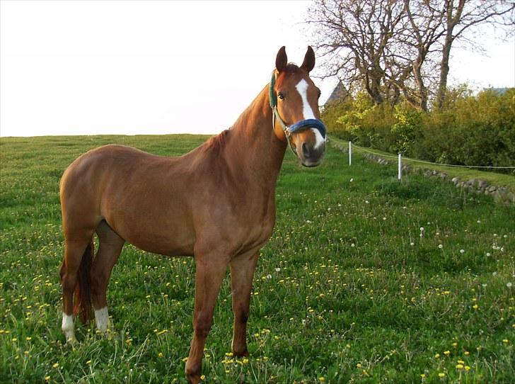 Dansk Varmblod Casandro billede 7