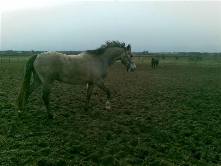 Connemara Wonder Cartney - Fold billede 2