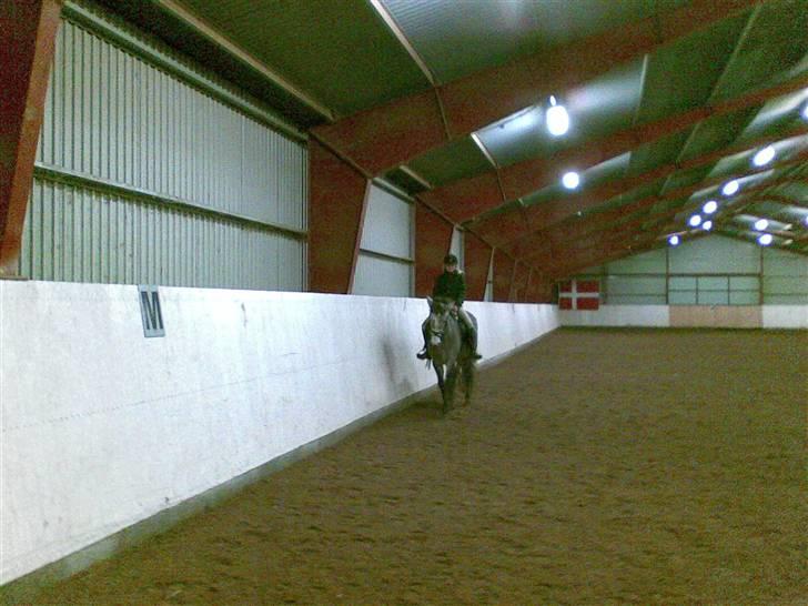 Connemara Wonder Cartney billede 5