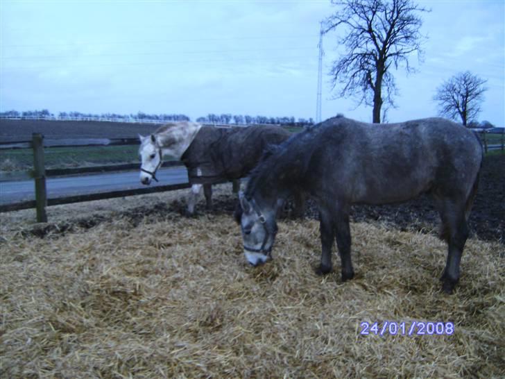 Connemara Wonder Cartney - Smuk, smuk, SMUK!! billede 7