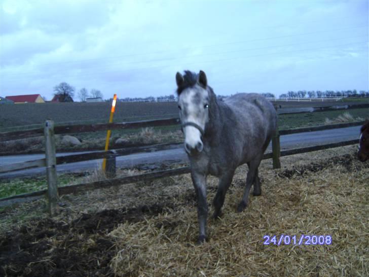 Connemara Wonder Cartney - Han er da dejlig? billede 8