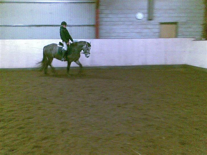 Connemara Wonder Cartney billede 9