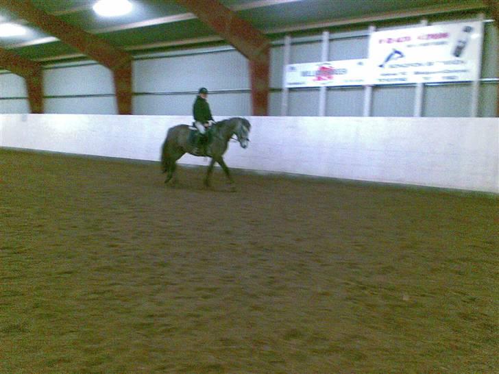 Connemara Wonder Cartney billede 10