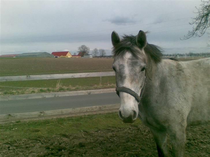 Connemara Wonder Cartney - Fold billede 11