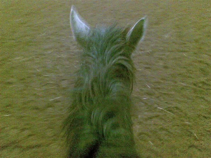 Connemara Wonder Cartney billede 14