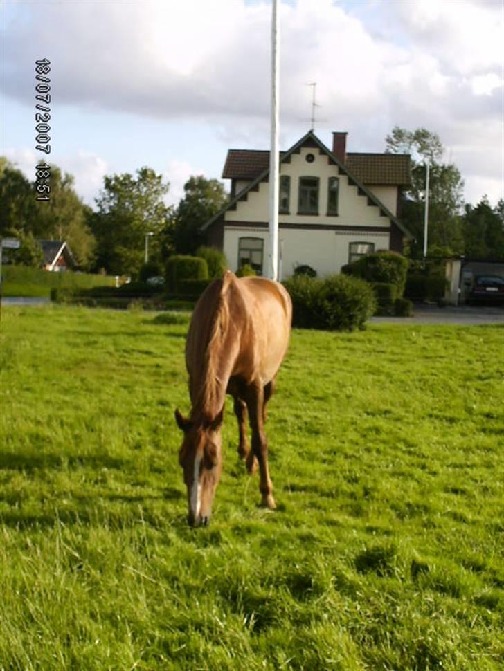 Dansk Varmblod Cherri *R.I.P* billede 11