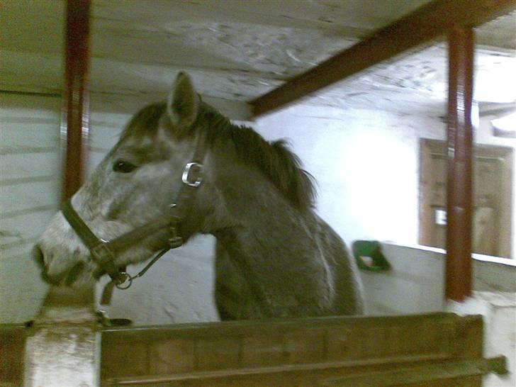 Connemara Wonder Cartney billede 15