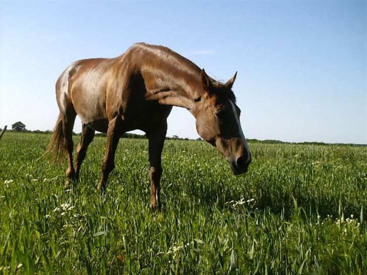 Dansk Varmblod Cherri *R.I.P* billede 12