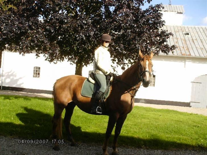 Dansk Varmblod Cherri *R.I.P* billede 13