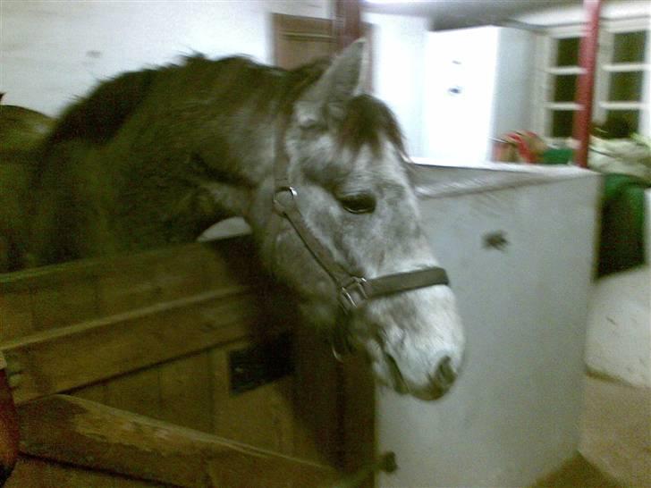 Connemara Wonder Cartney billede 16