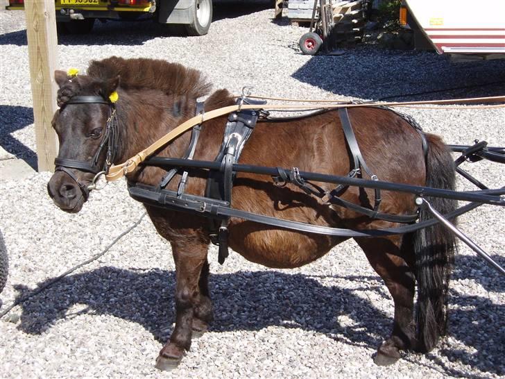 Shetlænder Musse - Velkommen til musses profil ;) billede 1