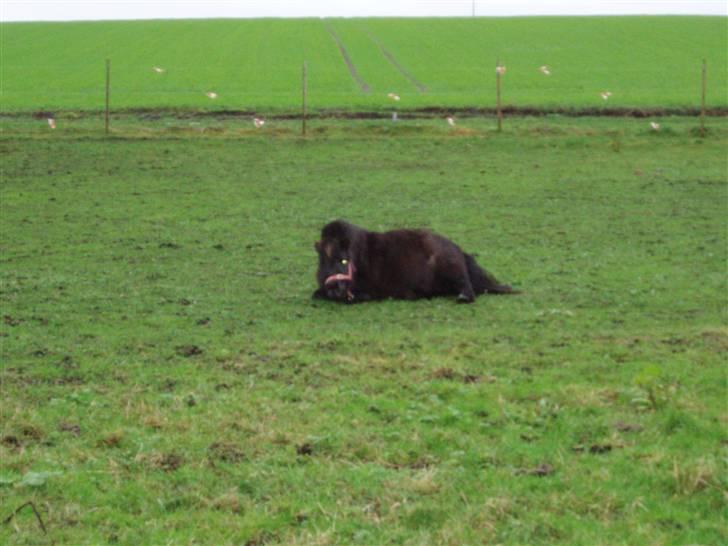 Shetlænder Musse - Såå skal der rulles.. <3 billede 2