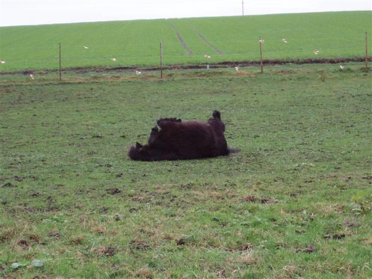 Shetlænder Musse - uhh det er dejligt.. <3 billede 3