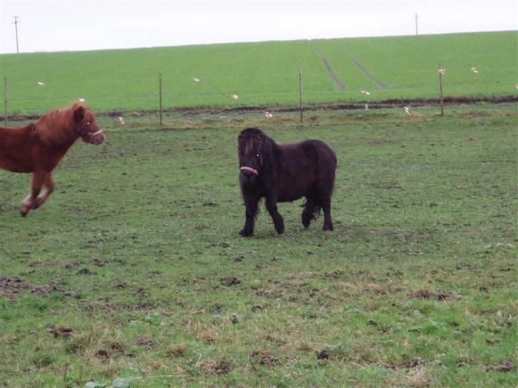 Shetlænder Musse - <3 billede 4