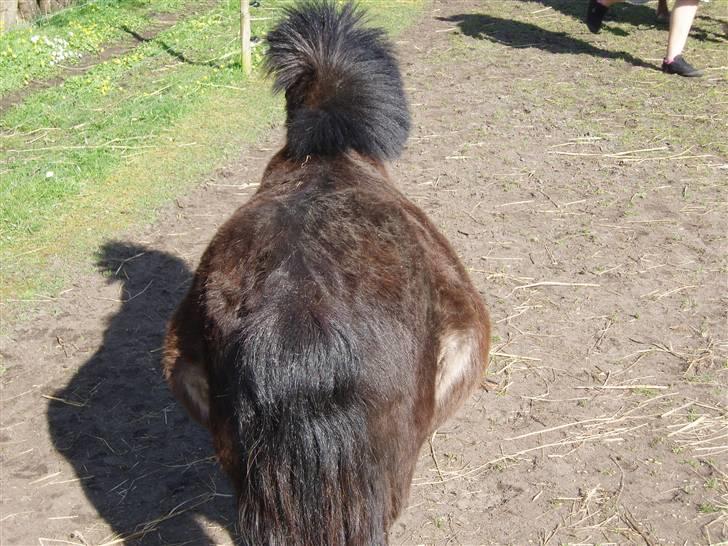 Shetlænder Musse - Her vi sikker på at hun er med føl :o) billede 5